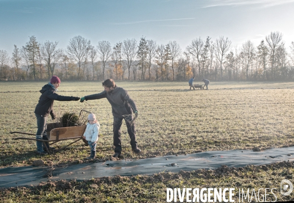 Plantation de haies en agroforesterie par un collectif citoyen en Indre-et-Loire