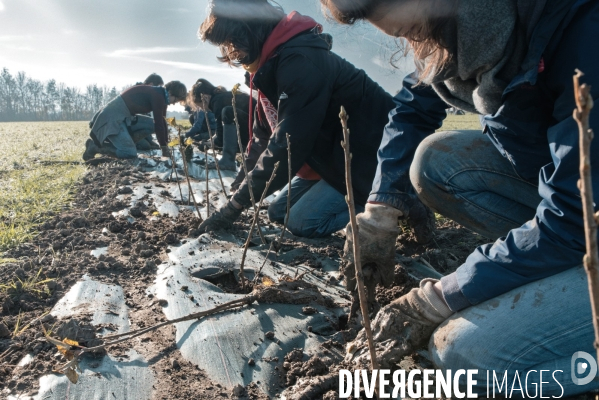 Plantation de haies en agroforesterie par un collectif citoyen en Indre-et-Loire