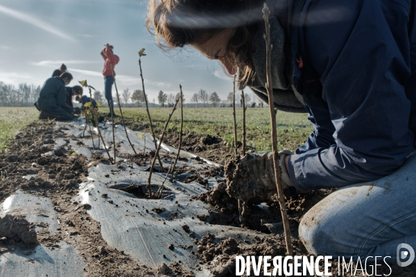 Plantation de haies en agroforesterie par un collectif citoyen en Indre-et-Loire