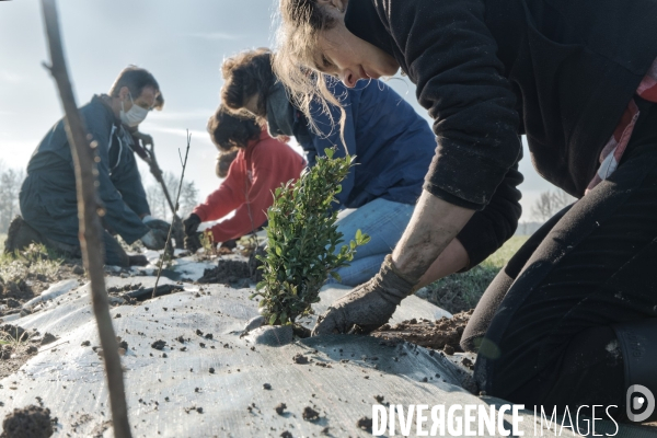 Plantation de haies en agroforesterie par un collectif citoyen en Indre-et-Loire