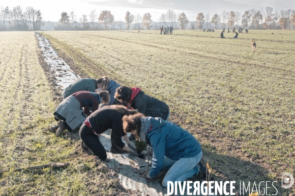 Plantation de haies en agroforesterie par un collectif citoyen en Indre-et-Loire