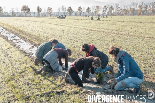 Plantation de haies en agroforesterie par un collectif citoyen en Indre-et-Loire