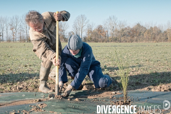 Plantation de haies en agroforesterie par un collectif citoyen en Indre-et-Loire