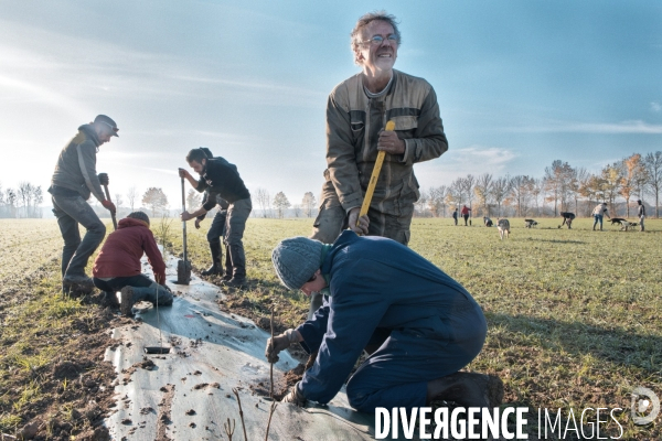 Plantation de haies en agroforesterie par un collectif citoyen en Indre-et-Loire