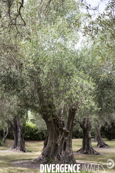 Jacques Chibois, La Bastide Saint Antoine.