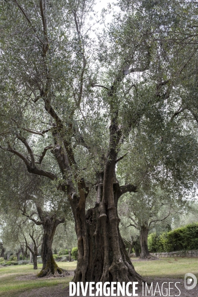 Jacques Chibois, La Bastide Saint Antoine.