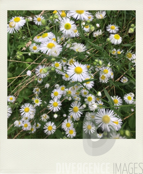 Cartes postales pour une Fée : Fleurs