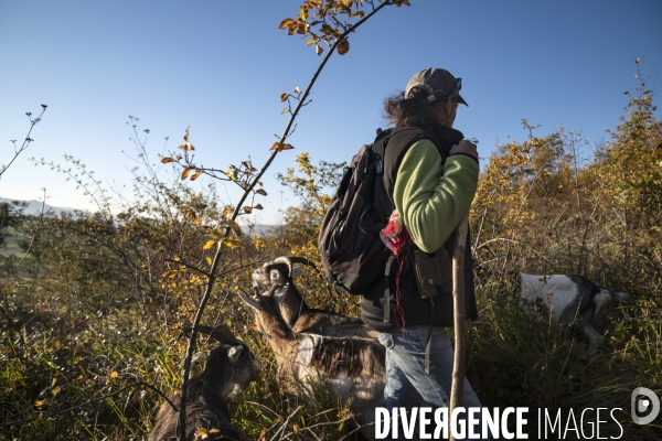 Eco-pâturage avec Laurent Maly, berger dans le Puy-de-Dôme.