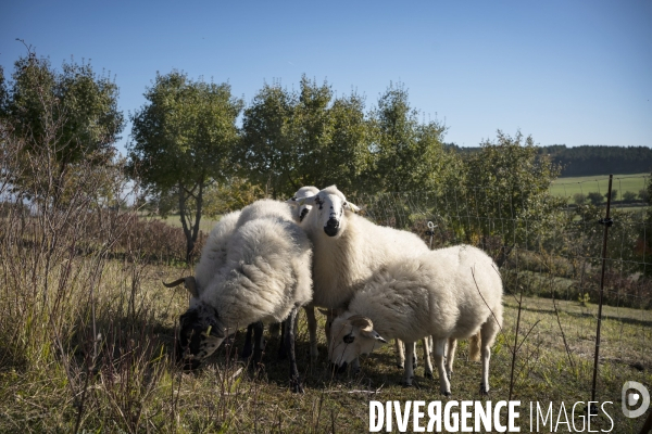 Eco-pâturage avec Laurent Maly, berger dans le Puy-de-Dôme.