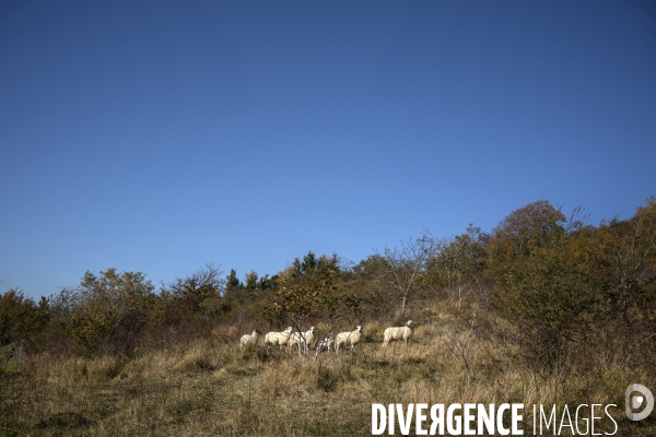 Eco-pâturage avec Laurent Maly, berger dans le Puy-de-Dôme.