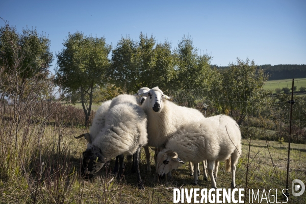 Eco-pâturage avec Laurent Maly, berger dans le Puy-de-Dôme.