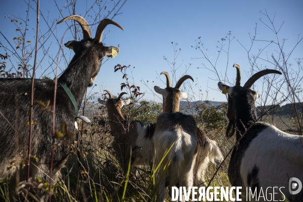 Eco-pâturage avec Laurent Maly, berger dans le Puy-de-Dôme.