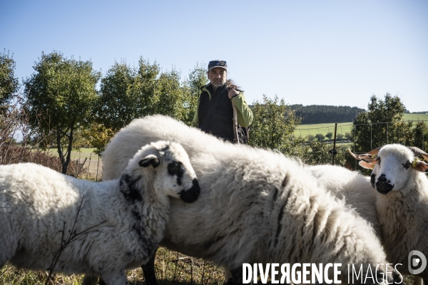 Eco-pâturage avec Laurent Maly, berger dans le Puy-de-Dôme.