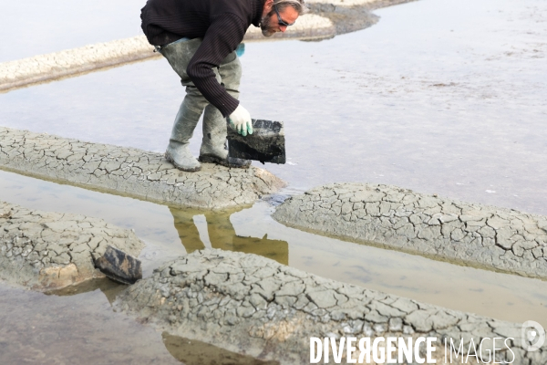 Paludiers dans les marais salants de Guérande