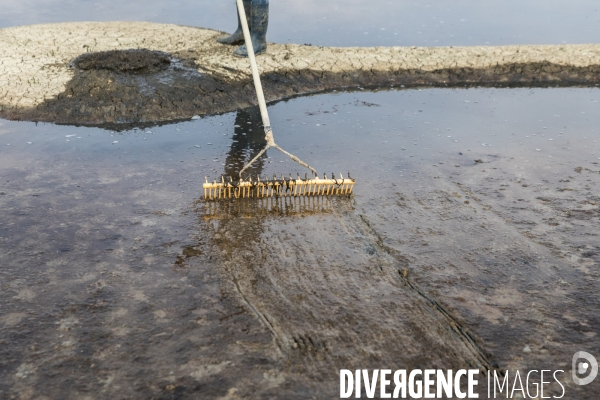 Paludiers dans les marais salants de Guérande