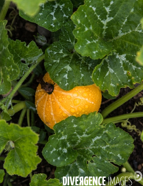 Portraits du potager