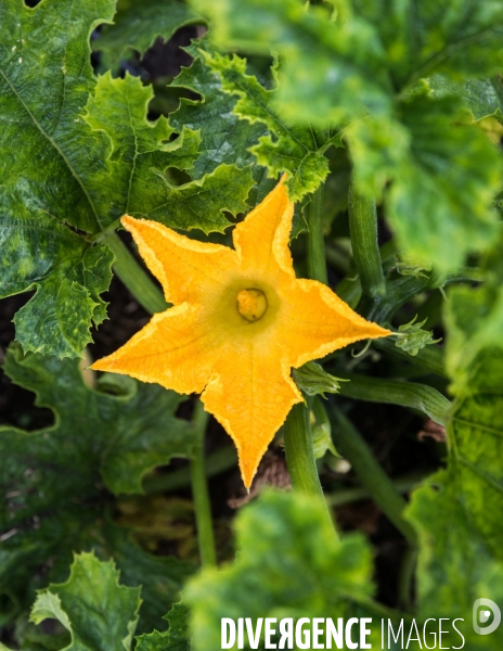 Portraits du potager