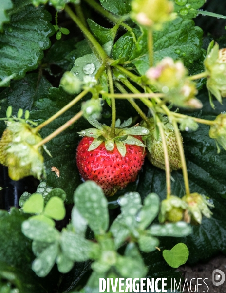 Portraits du potager