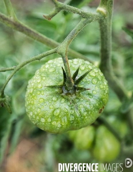 Portraits du potager