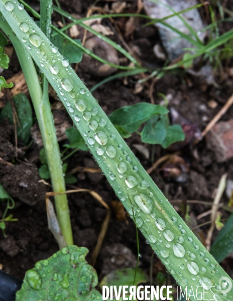 Portraits du potager