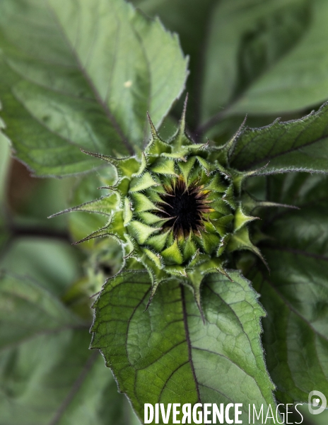 Portraits du potager