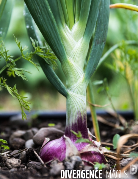 Portraits du potager