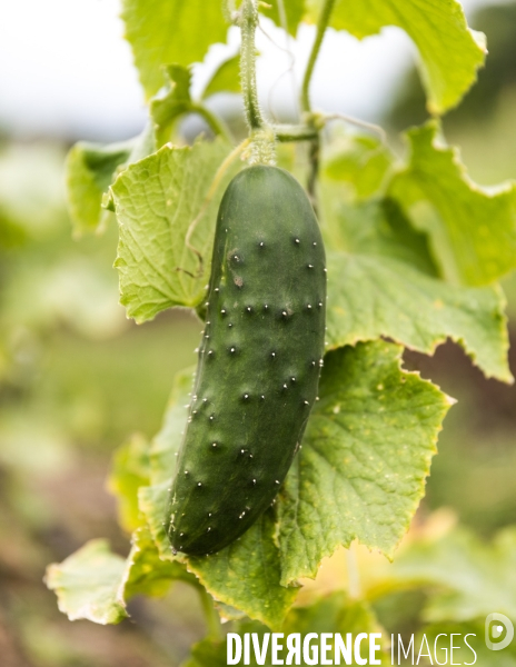 Portraits du potager