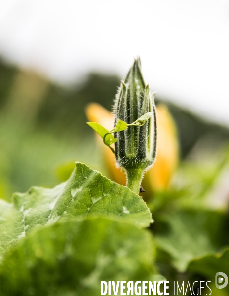 Portraits du potager