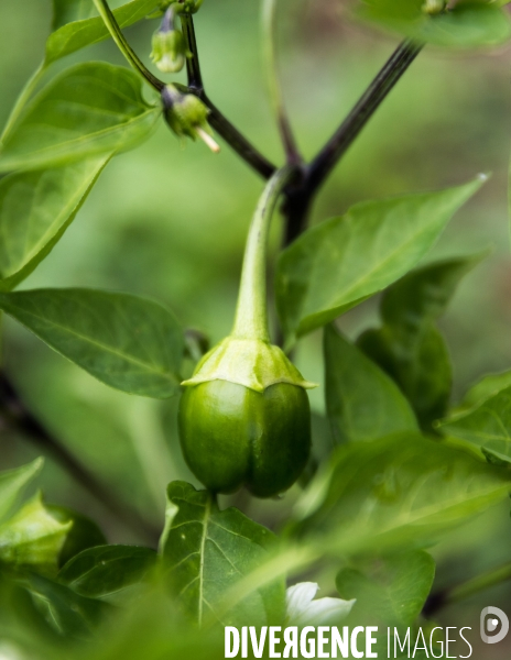 Portraits du potager