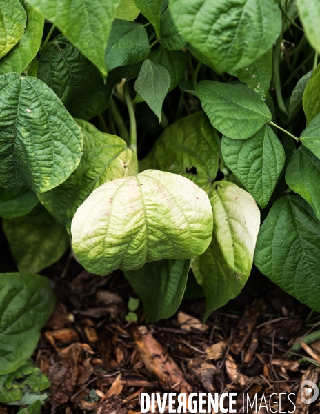 Portraits du potager