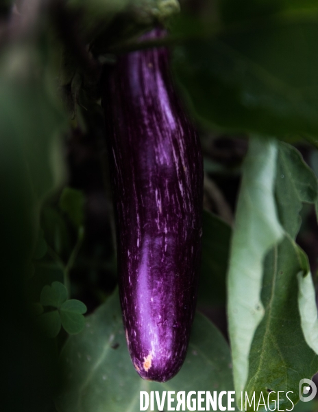 Portraits du potager