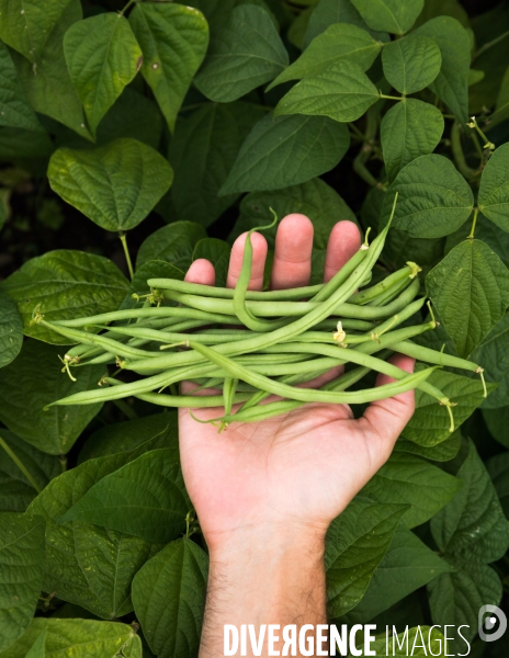 Portraits du potager