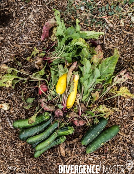 Portraits du potager