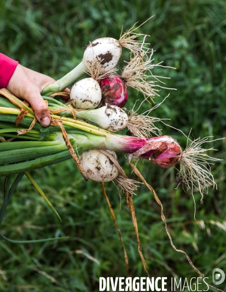 Portraits du potager