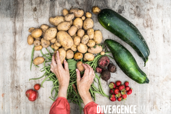 Portraits du potager