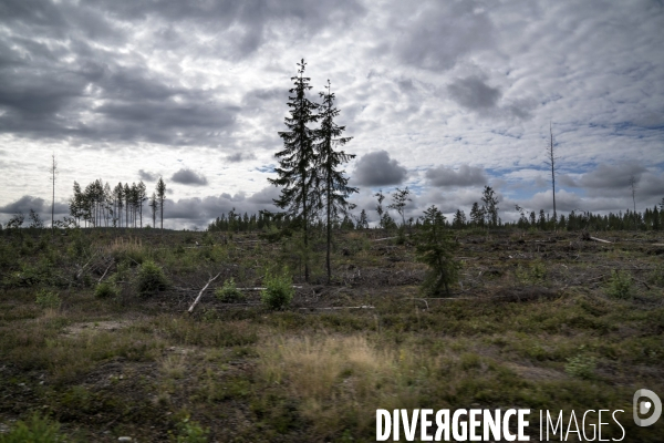 Forêt en Finlande