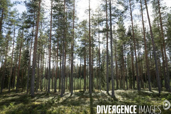 Forêt en Finlande