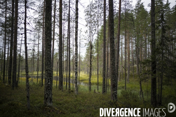 Forêt en Finlande