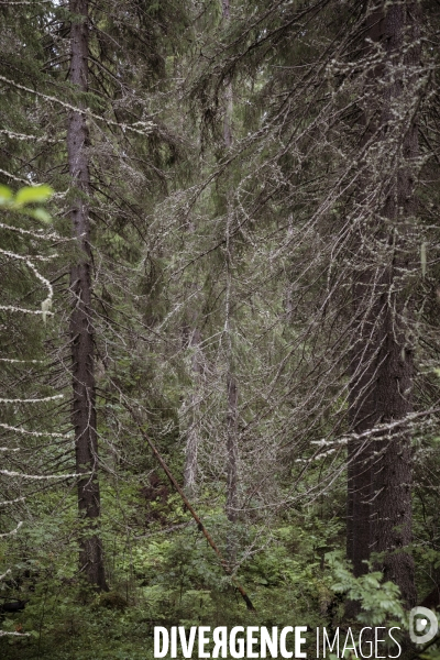 Forêt en Finlande