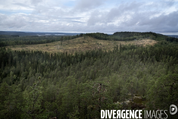 Forêt en Finlande