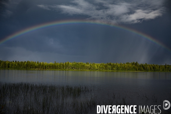 Forêt en Finlande