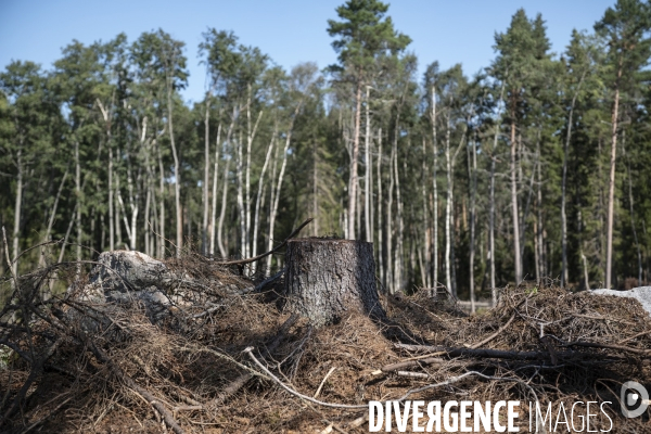 Forêt en Finlande