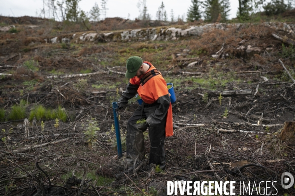 Forêt en Finlande