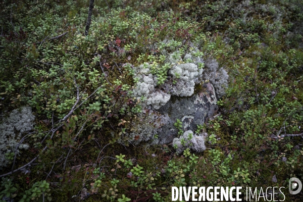 Forêt en Finlande