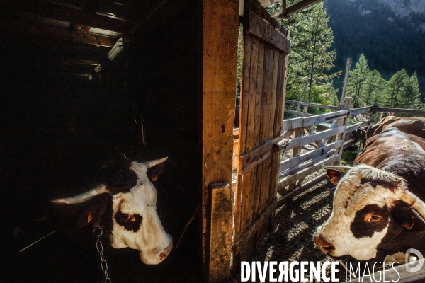 La dernière ferme fromagère de Ceillac.