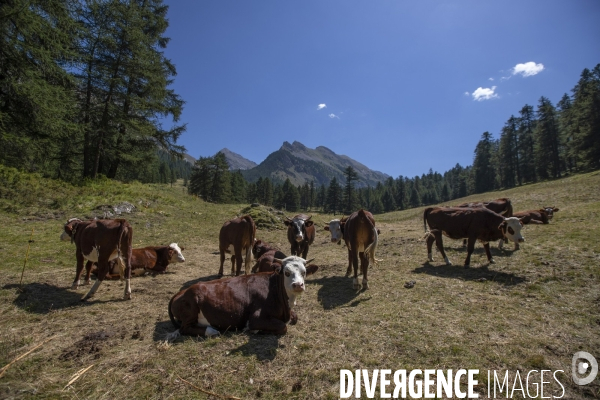 La dernière ferme fromagère de Ceillac.