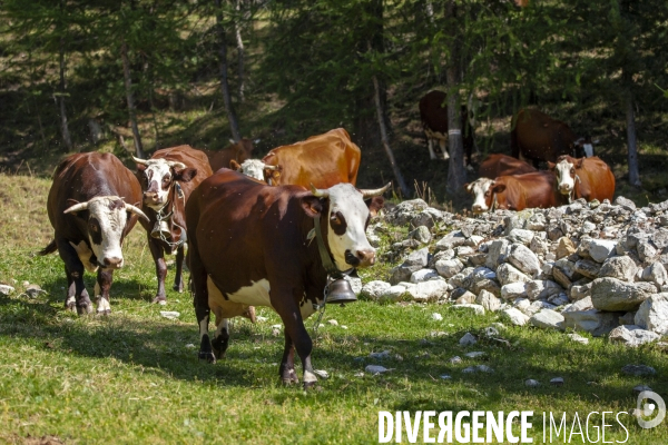 La dernière ferme fromagère de Ceillac.