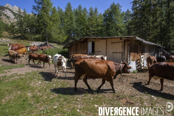 La dernière ferme fromagère de Ceillac.