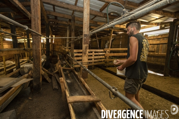 La dernière ferme fromagère de Ceillac.