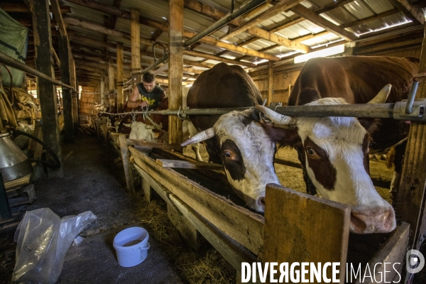 La dernière ferme fromagère de Ceillac.